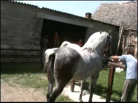 Pastuh Toplica Otok Slavonija horse sex