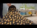 Using this method, You can grow potatoes all year round. Growing potatoes in plastic containers