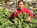 Garden tips