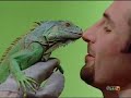 image La Iguana Blasa En Blasa Tv By Lapazxxl