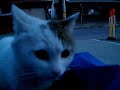 猫のモーたち[MO the cat](April 22nd. 2012.)