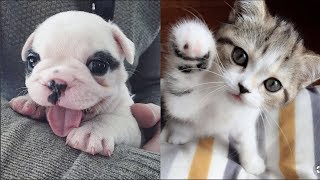 Funny Baby Animals Compilation - Cutest Baby Animals Ever