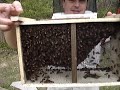 Bee Hive - start beekeeping with 10000 bees!
