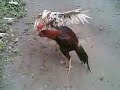 Si Blorok Pacek 2 Pama X Bk Umur 1 4 images Si Blorok Pacek 2 Pama X Bk Umur 1 4