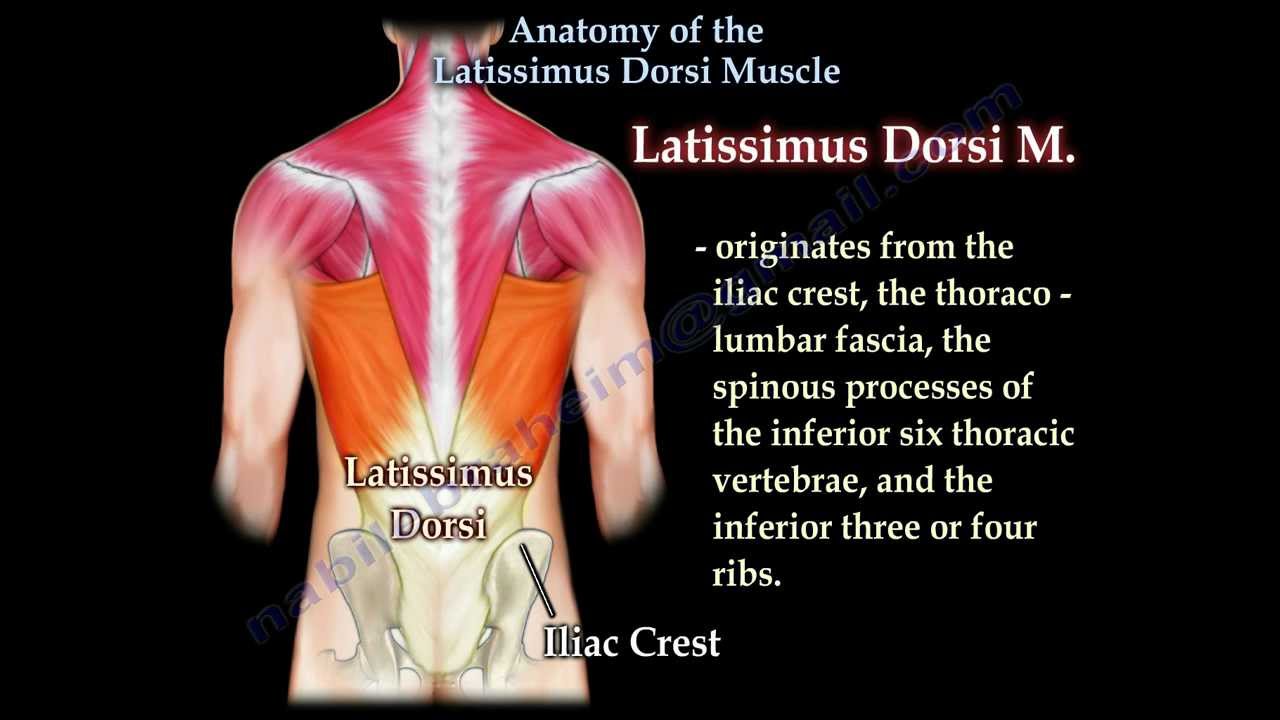Anatomy Of The Latissimus Dorsi Muscle - Everything You Need To Know
