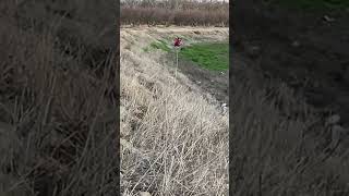Cacería De Palomas Cal 12 Y Decoy Mojo