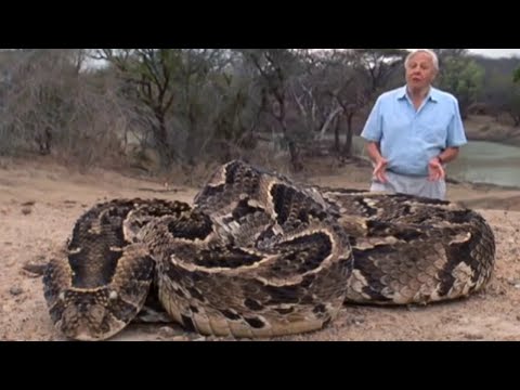 Attenborough: Fully Grown Python eating a Deer - Life in Cold Blood - BBC wildlife