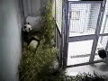 Mei Lan & Lun Lun - Pwaytime in da Boo Fowest