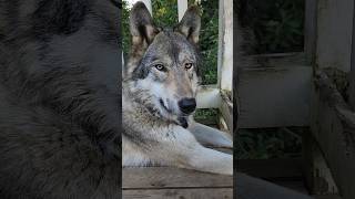Watch Wolf The Bite video