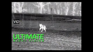 ATN ThOR 640 5X Thermal Scope - Night Crew Coyote Comes in Close
