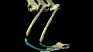 Iguana Breathing Xromm Animation Of Sternal Ribs 1 & 2, Vertebrae And Sternum