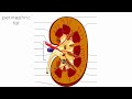 kidney