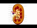 kidney