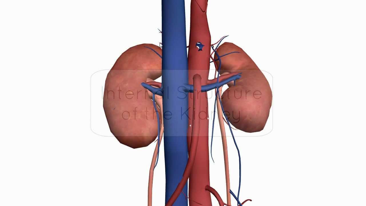 Internal structure of the Kidney - Anatomy Tutorial - YouTube
