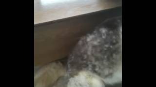 Husky Dog Male Not Neutered Not Chipped had small collar on