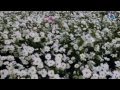 ✿ ♡ ✿ Relaxing, soothing music  - Damien DUBOIS - Pluie d'Orage[HD]