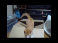 【猫動画】　Tink Love ♪ 　～ 綿棒を捕まえろ !　の巻