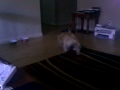 jack the dog