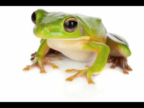 Viktors Lapčenoks - Jūras Balss Viktors Lapčenoks - Jūras Balss
