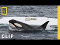 In rare footage, humpback whales attempt to disrupt a killer whale hunt in Antarctica