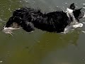 Jack the dog