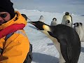 Emperor Penguin - Close Encounter of the Third Kind