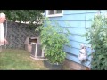 Our Self Watering Tomato Plants after 1 month and 15 days ;)