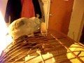 Zerby the parrotlet giving himself scratches on a peanut