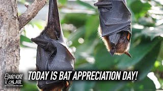 Its Bat Appreciation Day