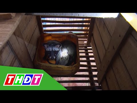 Chồn hương giống hút hàng, sốt giá | THDT