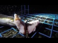 Eel Eats a Pork Chop Underwater