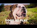 Super Slow Motion Bath Time - Dogs at Play