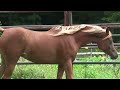 Titusville PA video: Miracle Titusville PA Arabian Horse