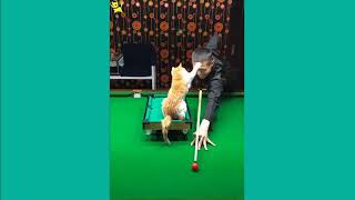 Funny cats and cute❣❣❣