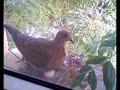 Pigeon incubating