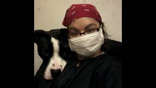 Hanging With Dj The American Staffordshire Bull Terrier