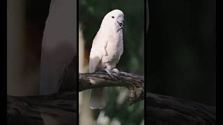 The Salmon-Crested Atoo