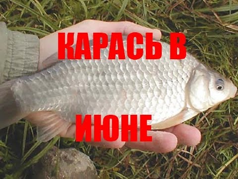 ловля карася в июне на что ловля карася в июне на что