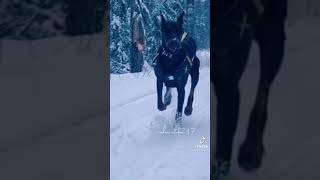 Doberman Tiktok