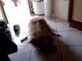 vita da cani smile il cane che si tromba un pupazzo