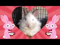 Boppity Bunny - Filmed at the Santa Barbara Bunny Shelter