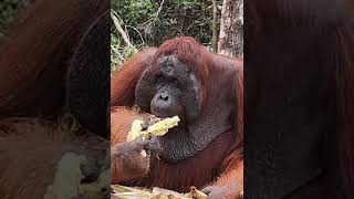 Orangutan Feeding Platform.