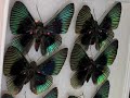 An Introduction to ImproVox