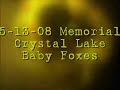 Baby Fox Memorial