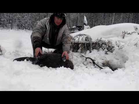 ловля барсука на капкан видео ловля барсука для западня видео