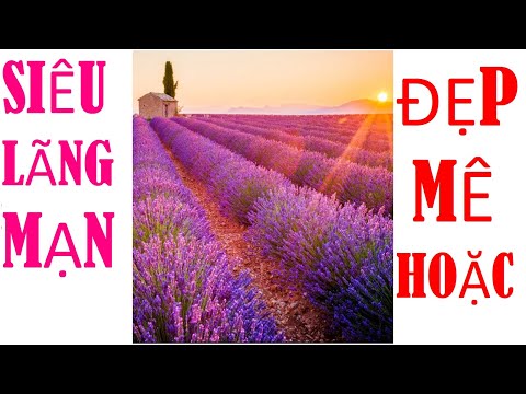 TRANH 3D PHÒNG KHÁCH SIÊU LÃNG MẠN VỚI CÁNH ĐỒNG HOA LAVENDER !