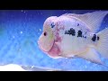 Flowerhorn