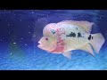 Flowerhorn