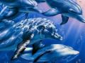 Dolphin Pure Relaxation Dolphin Pure Relaxation