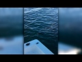 Great White Shark Goes After Boat Motor | Madfish Charter